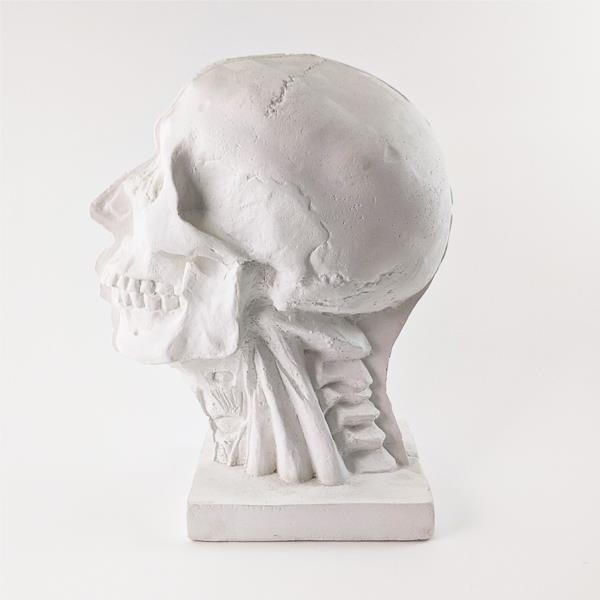 GWARTZMANS PLASTER CAST Gwartzman's Plaster Cast - 9.5" - Half Muscle and Half Skull
