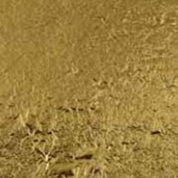 Nazionale Imitation Gold Leaf 14cmx14cm Gwartzmans Gwartzman's