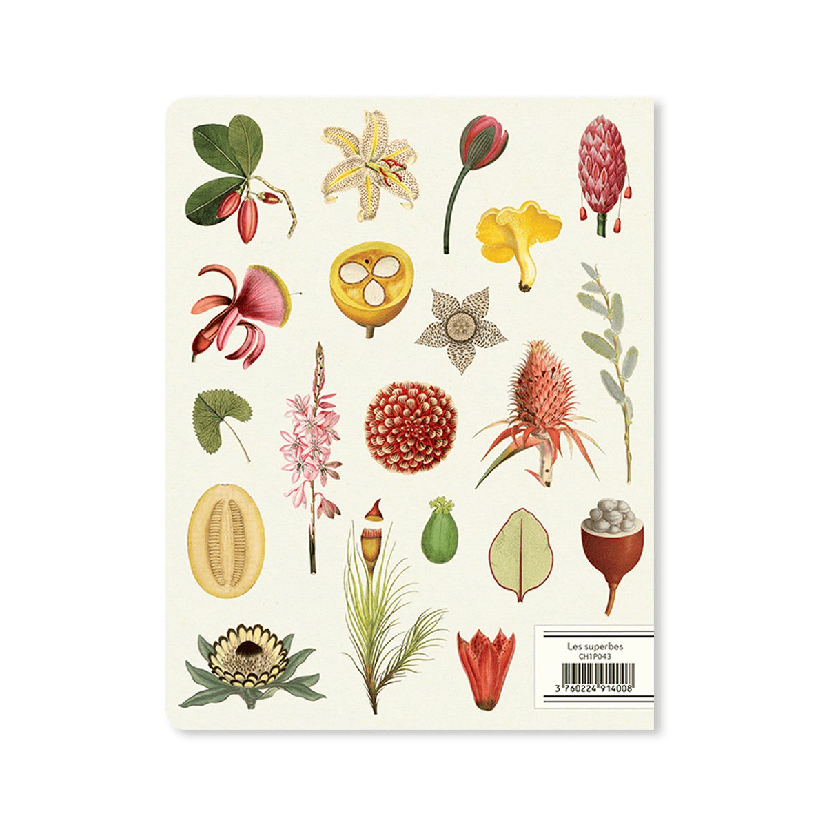 Alibabette Notebook - Ruled Alibabette - Slim Notebook - 17x22cm - Les Superbes