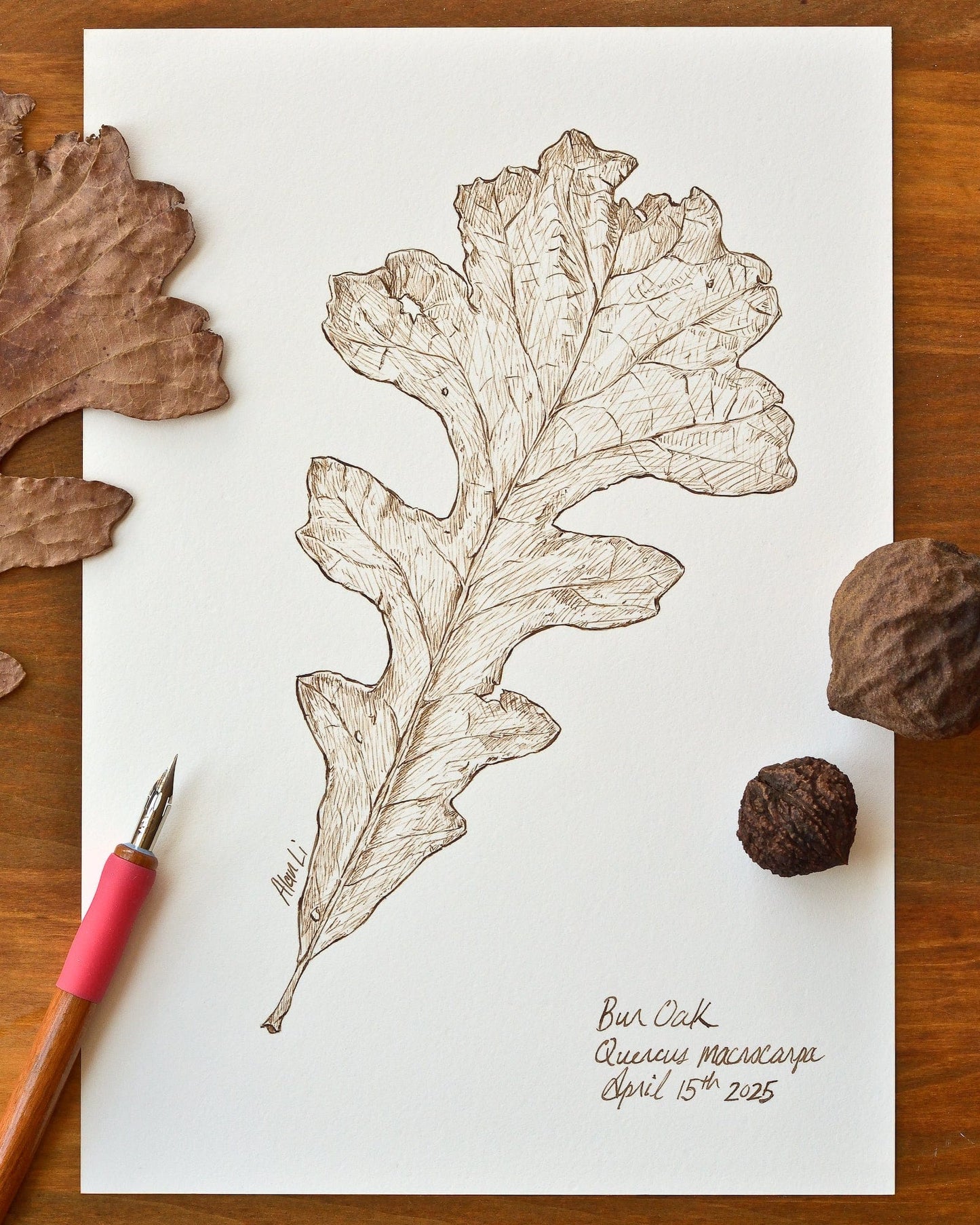 Gwartzman's Art Supplies Event From Walnut to Ink: A Traditional Drawing Workshop