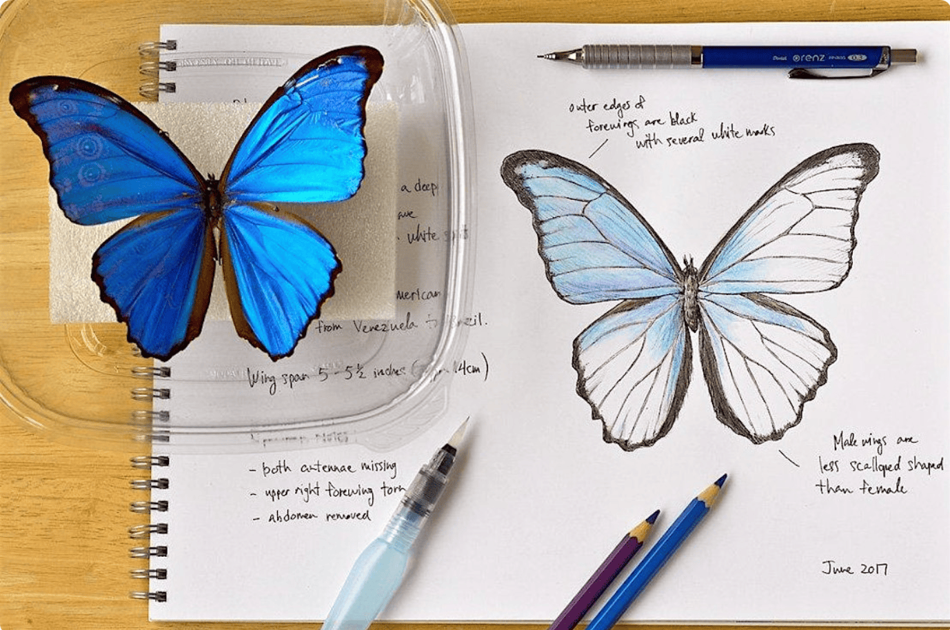 Gwartzman's Art Supplies Event Unleash Your Inner Artist: A Butterfly Drawing Workshop