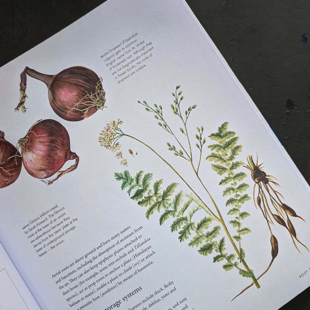 Hachette Trade Book Watercolour Botanical Art by Sarah Howard