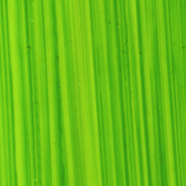 Michael Harding Oil Colour Bright Green Lake Michael Harding - Artists' Oil Colour - 40mL Tubes - Series 1