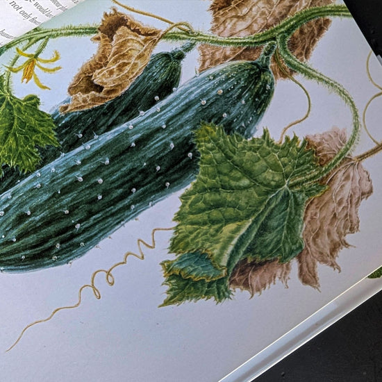 Penguin Random House Trade Book Botanical Painting by Margaret Stevens